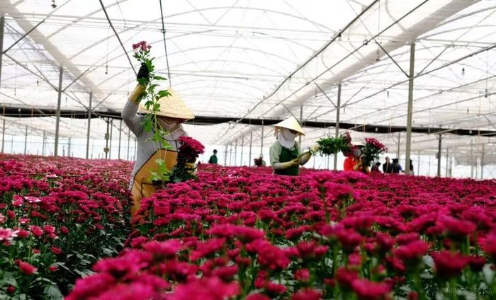 Hoa tươi, sản phẩm xuất khẩu chủ lực của Lâm Đồng sang thị trường nước ngoài trong đó có Australia (2025). (Ảnh: Nguyễn Dũng/TTXVN)