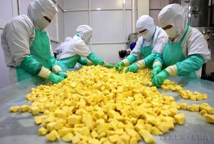 Phân loại sản phẩm xoài trước khi đóng gói ở nhà máy của Công ty cổ phần rau quả thực phẩm An Giang (ANTESCO), xã Châu Phú (tỉnh An Giang), xuất khẩu sang Australia và các thị trường Bắc Mỹ, châu Âu, châu Á. (Ảnh: Phạm Hậu/TTXVN)