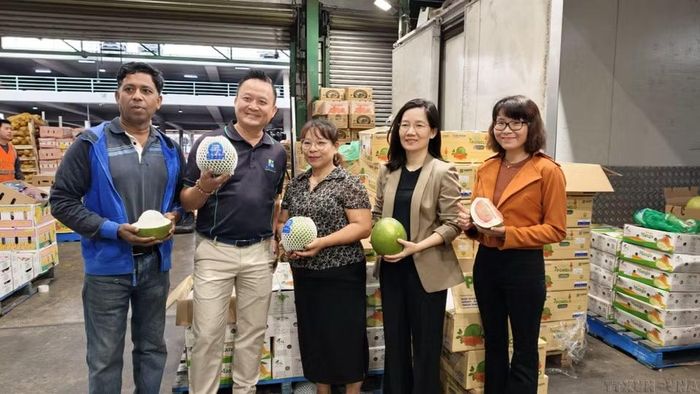 Những trái bưởi Việt Nam đầu tiên được bày bán tại khu chợ đầu mối lớn nhất tại thành phố Sydney (Australia). Đây là cột mốc mới trong hành trình nông sản Việt chinh phục thị trường khó tính nhất thế giới (4/2026). (Ảnh: TTXVN)