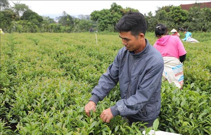 Thu hái chè vụ đông tại tỉnh Thái Nguyên. Ảnh tư liệu: Hoàng Nguyên/TTXVN