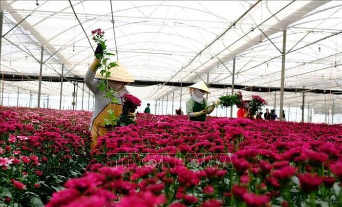 Hoa tươi, sản phẩm xuất khẩu chủ lực của Lâm Đồng sang thị trường nước ngoài trong đó có Australia (2025). Ảnh: Nguyễn Dũng/TTXVN