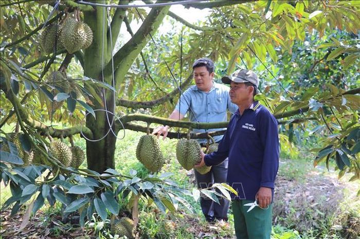 Cán bộ nông nghiệp cùng chủ vườn thường xuyên kiểm tra độ phát triển của vườn sầu riêng.