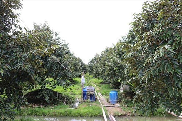 Hầu hết các vườn sầu riêng của tỉnh Đồng Tháp được bón phân theo khuyến cáo của ngành Nông nghiệp để hạn chế chất Cadimi.