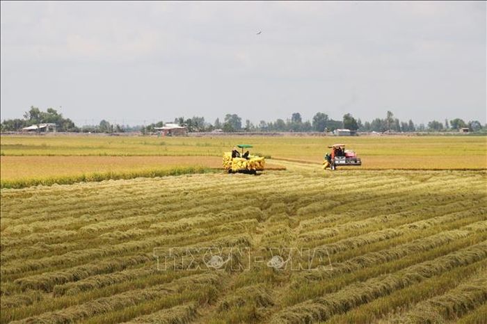 Nông dân xã Tân Hưng, tỉnh Tây Ninh khẩn trương thu hoạch lúa Hè Thu trong điều kiện thời tiết thuận lợi.