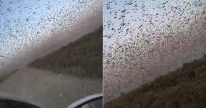 Đàn châu chấu có thể tàn phá hàng chục nghìn hecta thảm thực vật khi chúng di chuyển ở vùng Kavkaz và Trung Á (Ảnh: Jam Press)