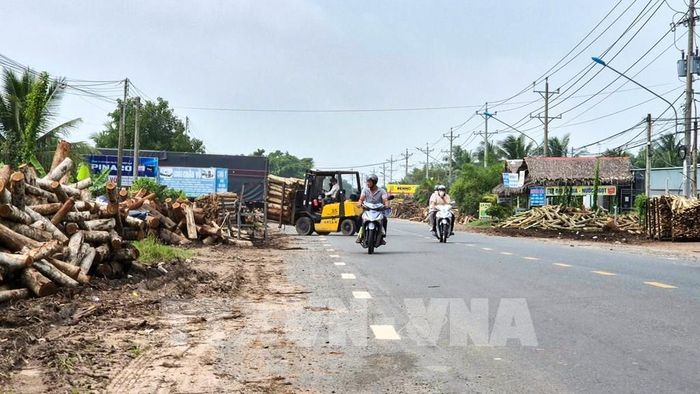 Xe nâng liên tục cắt ngang dòng phương tiện trên Quốc lộ 22B để vận chuyển gỗ vào các cơ sở chế biến, tiềm ẩn nguy cơ mất an toàn giao thông. Ảnh: Minh Phú – TTXVN