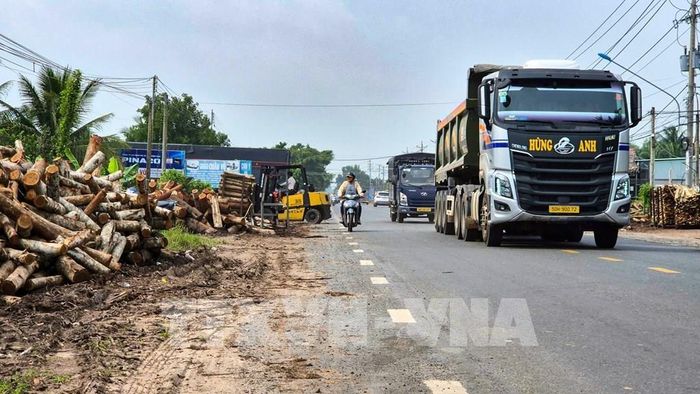 Gỗ nguyên liệu được tập kết trên hành lang an toàn giao thông dọc Quốc lộ 22B, đoạn qua khu phố Thanh Sơn, phường Thanh Điền (Tây Ninh), thu hẹp mặt đường và ảnh hưởng đến việc lưu thông của các phương tiện. Ảnh: Minh Phú - TTXVN