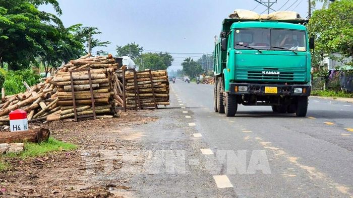 Gỗ nguyên liệu lấn chiếm gần hết phần đường lưu thông, tiềm ẩn nguy cơ mất an toàn giao thông trên Quốc lộ 22B. Ảnh: Minh Phú – TTXVN