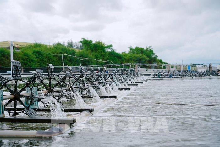 Mô hình nuôi tôm ứng dụng công nghệ cao được các doanh nghiệp, công ty và hộ dân quan tâm đầu tư, phát triển. Ảnh: Chanh Đa-TTXVN