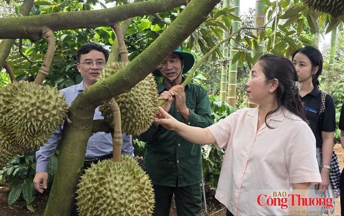 Trong "30 ngày đêm", tỉnh Đắk Lắk kỳ vọng xử lý dứt điểm những tồn tại liên quan đến mã số vùng trồng và cơ sở đóng gói phục vụ xuất khẩu sầu riêng
