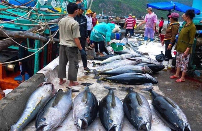 Khai thác thủy sản phải ghi nhật ký khai thác điện tử. Ảnh: VASEP.