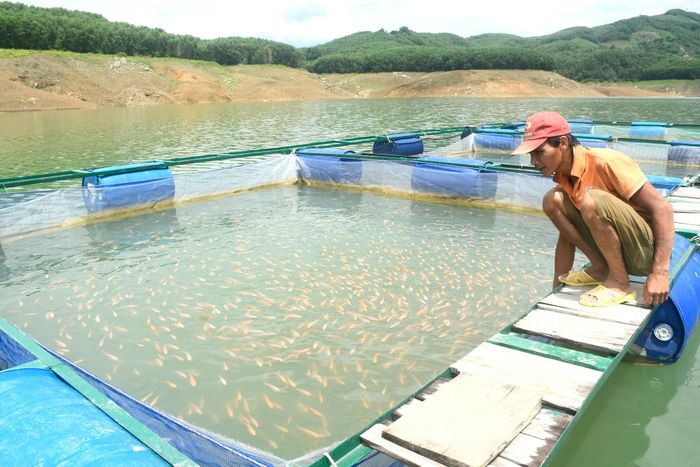 Ông Phạm Hữu Quốc bên lồng bè nuôi cá điêu hồng. Ảnh: QUANG VIỆT