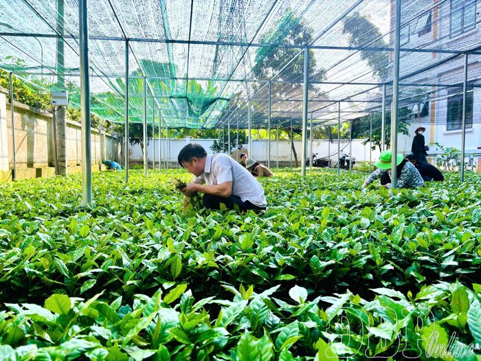 Cán bộ Trung tâm Dịch vụ tổng hợp xã Mường Ảng chăm sóc cây giống cà phê trước khi hỗ trợ cho người dân trên địa bàn.
