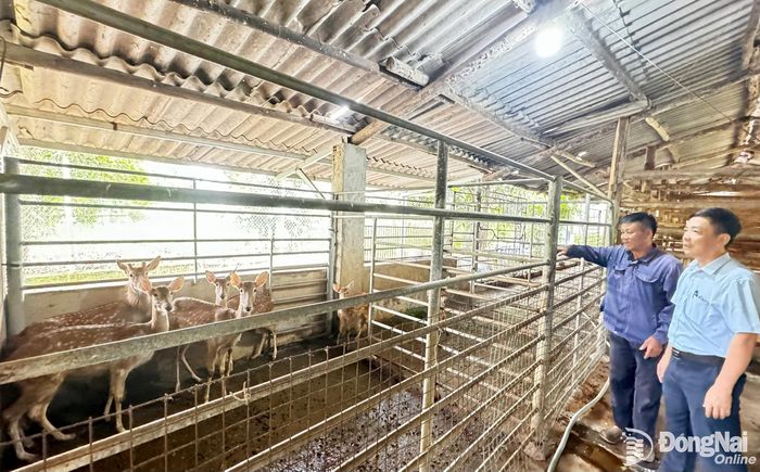 Trại nuôi hươu của ông Nguyễn Văn Truyền, Giám đốc Hợp tác xã Dịch vụ hỗ trợ chăn nuôi hươu, nai Hiếu Liêm (phường Trị An).