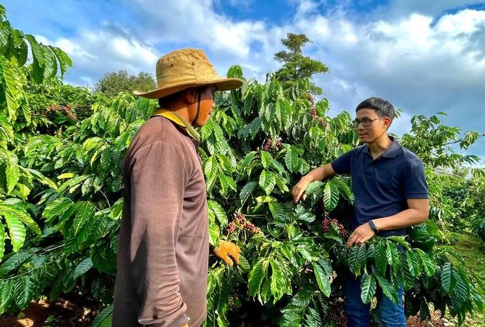 Liên kết sản xuất góp phần phát triển bền vững ngành hàng cà phê. Ảnh: Vũ Thảo 
