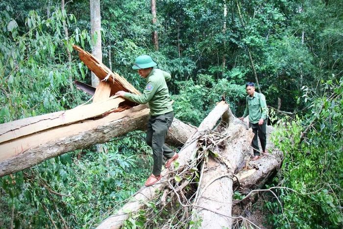  Lực lượng bảo vệ rừng của Công ty TNHH một thành viên Lâm nghiệp Krông Pa tổ chức tuần tra trên lâm phần quản lý. Ảnh: M.P 