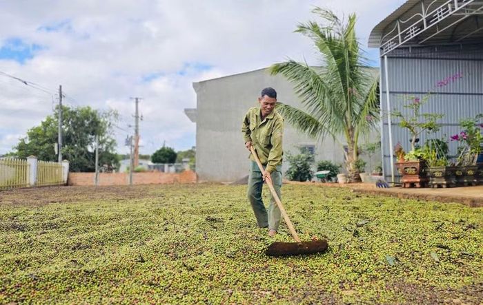 Đảng viên Hlơl là tấm gương tiên phong phát triển kinh tế. Ảnh: P.D