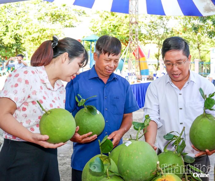 Bưởi Hiệu Linh là một trong những thương hiệu bưởi da xanh tiêu biểu của vùng trồng bưởi Khánh Vĩnh.