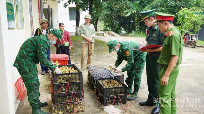 Lực lượng chức năng kiểm đếm số lượng gia cầm nhập lậu bị bắt giữ