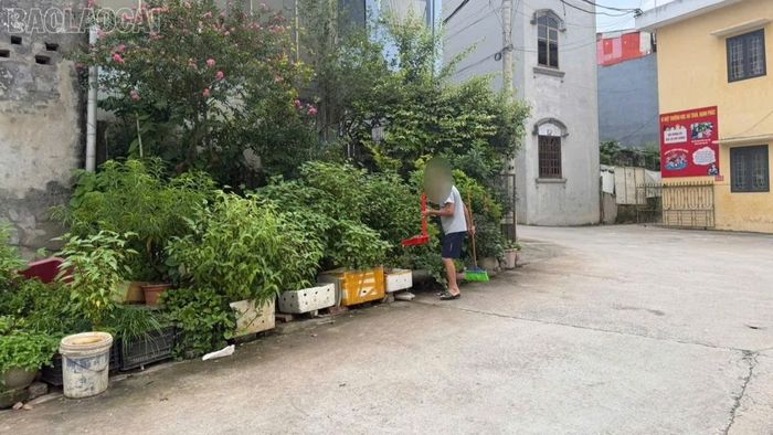 Mấy thùng rau đay trồng ngay cổng trường, có lẽ mỗi lứa chỉ đủ nấu một bát canh.