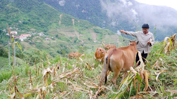 Ông Sùng Công Cài, thôn Xá Nhù, xã Tà Xi Láng chăn thả đàn bò sinh sản.
