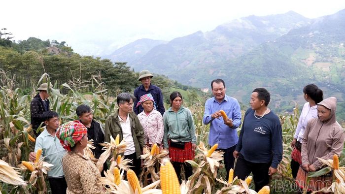 Trạm Tấu phát huy giá trị cây ngô trên đất dốc.