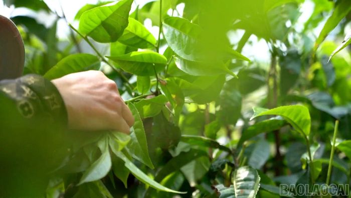 Người dân xã Phình Hồ thu hái chè Shan tuyết bằng phương pháp thủ công để giữ gìn chất lượng nguyên liệu và tạo nên hương vị đặc trưng của sản phẩm trà vùng cao.