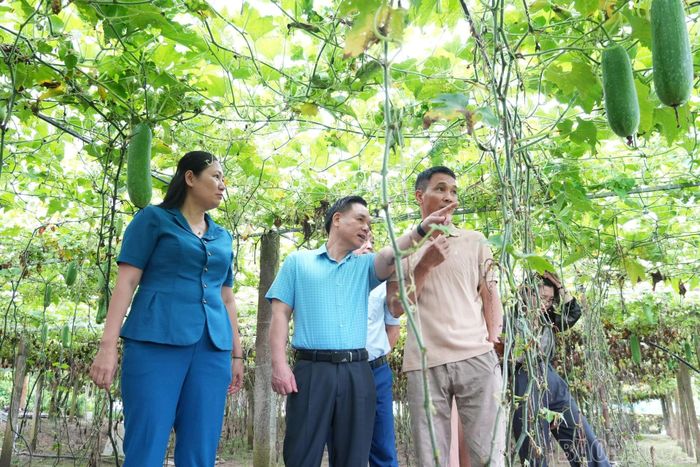 Khảo sát mô hình trồng rau chuyên canh tại thôn Giao Ngay.