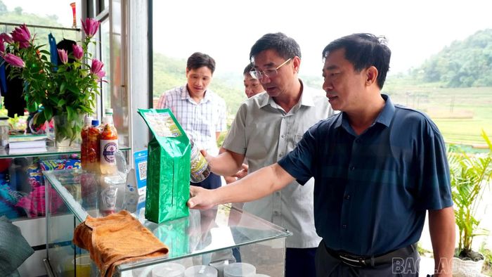 Đoàn khảo sát thực tế mô hình sản xuất chè Bát Tiên tại thôn Mường Hum, xã Mường Hum.