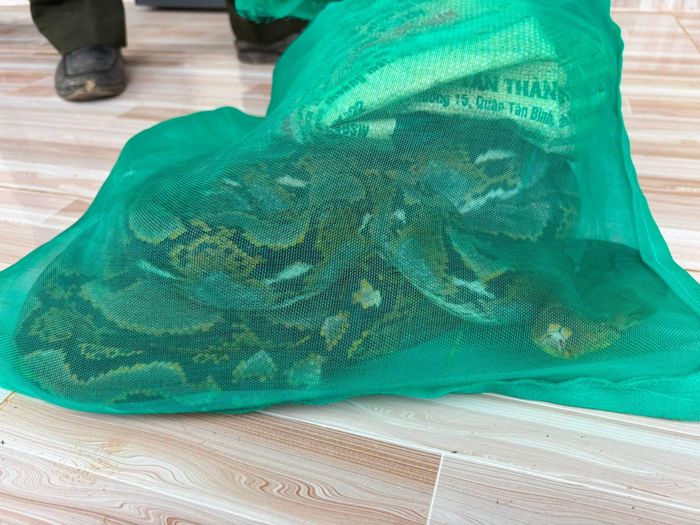 Cá thể trăn gấm quý hiếm được người dân tự nguyện giao nộp nặng khoảng 6 kg (Ảnh: UBND xã Đam Rông 3)