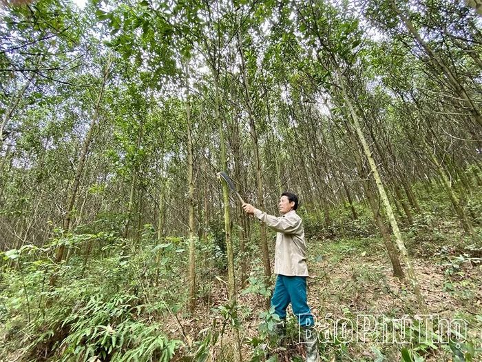 Hộ trồng rừng sản xuất xã An Bình chăm sóc diện tích rừng gỗ lớn.