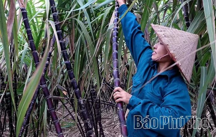 Nông dân xã Mường Bi từng bước đưa giống mía nuôi cấy mô vào sản xuất đại trà để nâng chất lượng, cải thiện mẫu mã, tăng giá trị cây mía.