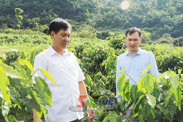 Cán bộ thực hiện đề tài trao đổi hướng dẫn kỹ thuật trồng, chăm sóc cà phê tại xã Chiềng Mai.