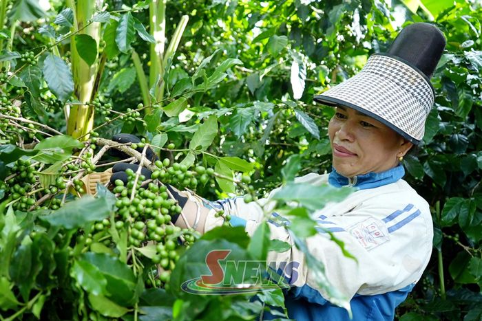 Người dân xã Mường Chanh chăm sóc cà phê giai đoạn quả xanh.