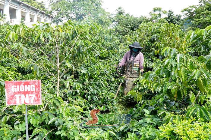 Các giống cà phê thử nghiệm tại Trung tâm Nghiên cứu và Phát triển nông lâm nghiệp Tây Bắc.
