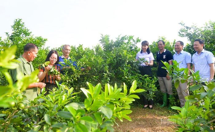 Lãnh đạo xã Yên Sơn thăm mô hình trồng cây chanh tứ mùa của người dân trên địa bàn.