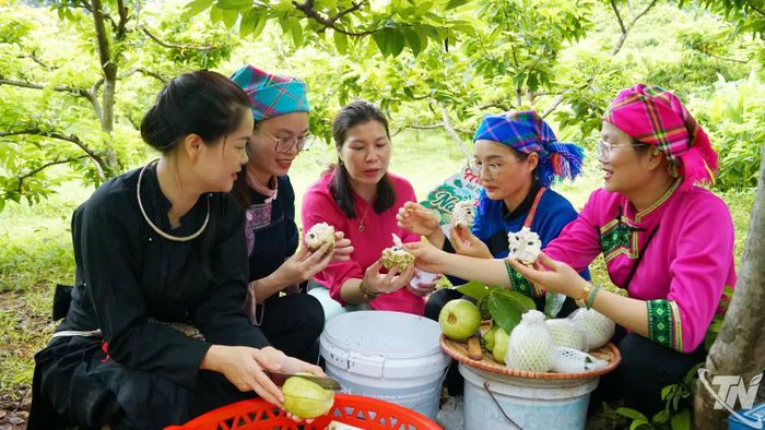 Những cây na được chăm sóc theo hướng hữu cơ, cho quả ngọt, đảm bảo an toàn vệ sinh thực phẩm. 