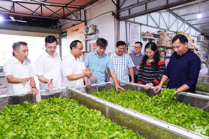 Ban Dân tộc HĐND tỉnh khảo sát cơ sở sản xuất chè của Hợp tác xã nông sản Phú Lương, xã Phú Lương.