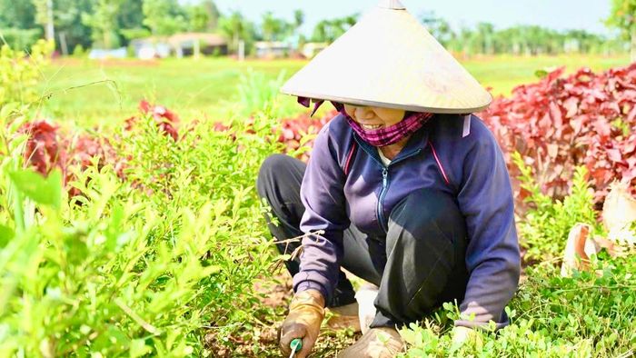 Dọc tuyến, cây xanh, thảm cỏ và hoa được công nhân trồng, chăm sóc, tạo diện mạo khang trang, hiện đại cho một tuyến đường mới.
