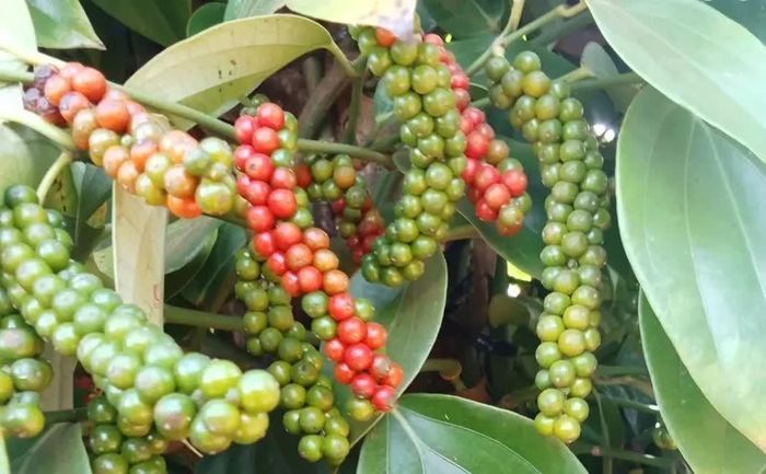 Giá tiêu hôm nay lặng sóng. Ảnh minh họa