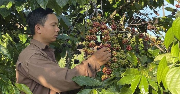 Các HTX cà phê tại Lâm Đồng chú trọng nâng chất lượng vùng nguyên liệu, tạo nền tảng bảo hộ sở hữu trí tuệ cho sản phẩm.