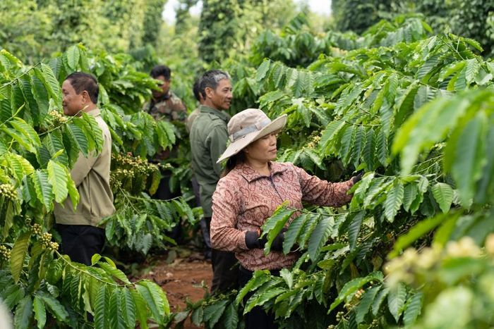 Dự án NESCAFÉ Plan do Nestlé Việt Nam triển khai giúp nông dân canh tác bền vững