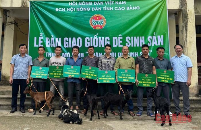 Hội nông dân tỉnh bàn giao dê giống sinh sản cho hộ nông dân xã Sơn Lộ.
