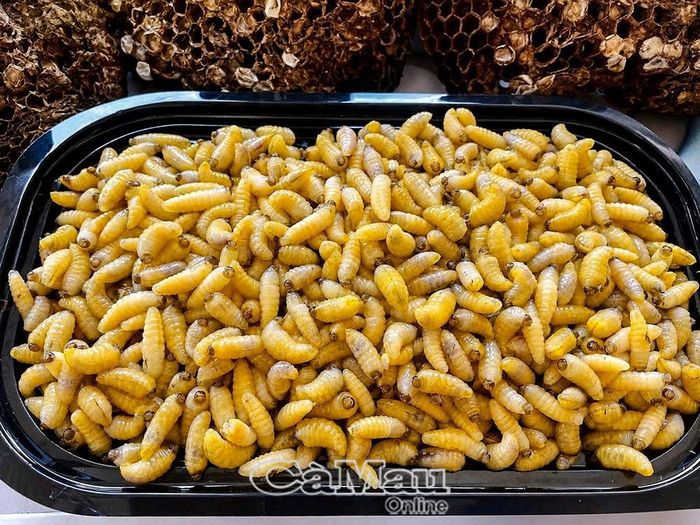 Những con ong vò vẽ non được tách khỏi tổ, làm sạch cẩn thận trước khi chế biến. Vị béo bùi đặc trưng của ong non tạo nên nét hấp dẫn riêng của món ăn không phải nơi nào cũng có.