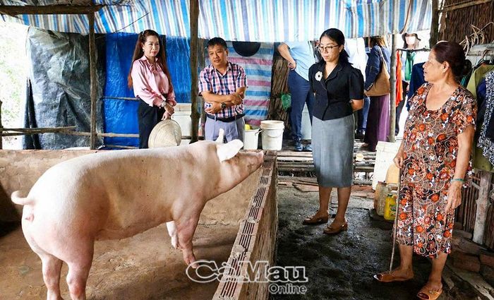 Đoàn công tác khảo sát mô hình nuôi heo thương phẩm tại gia đình bà Thạch Thị Sopol, ấp Kinh 17.