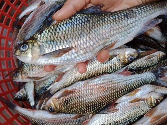 Không mua cá có thịt mềm, mất độ đàn hồi. Ảnh minh họa.