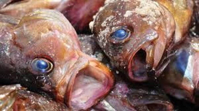 Không mua cá có mắt đục, tối màu. Ảnh minh họa.