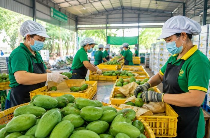 TP.HCM yêu cầu đẩy nhanh cấp mã số vùng trồng, cơ sở đóng gói nhằm bảo đảm hoạt động xuất khẩu nông sản. Ảnh minh họa.