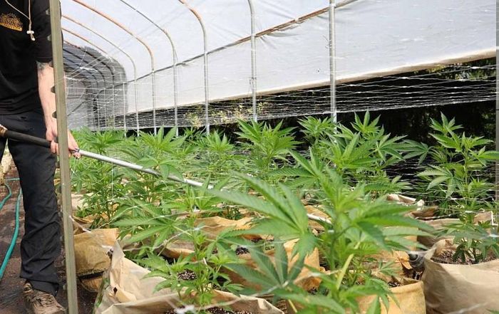 California hiện có gần 8.000 trang trại cần sa hợp pháp, tuy nhiên, nhiều cơ sở vẫn khai thác nước ngầm hoặc từ sông ngòi