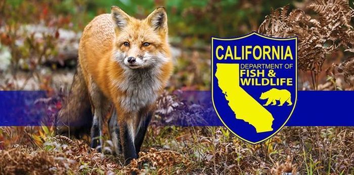 Cơ quan Bảo vệ Cá và Động vật hoang dã California (CDFW) cho biết tại một số lưu vực phía bắc bang, hoạt động trồng cần sa có thể tiêu thụ từ 20% đến 30% lưu lượng dòng chảy trong mùa khô